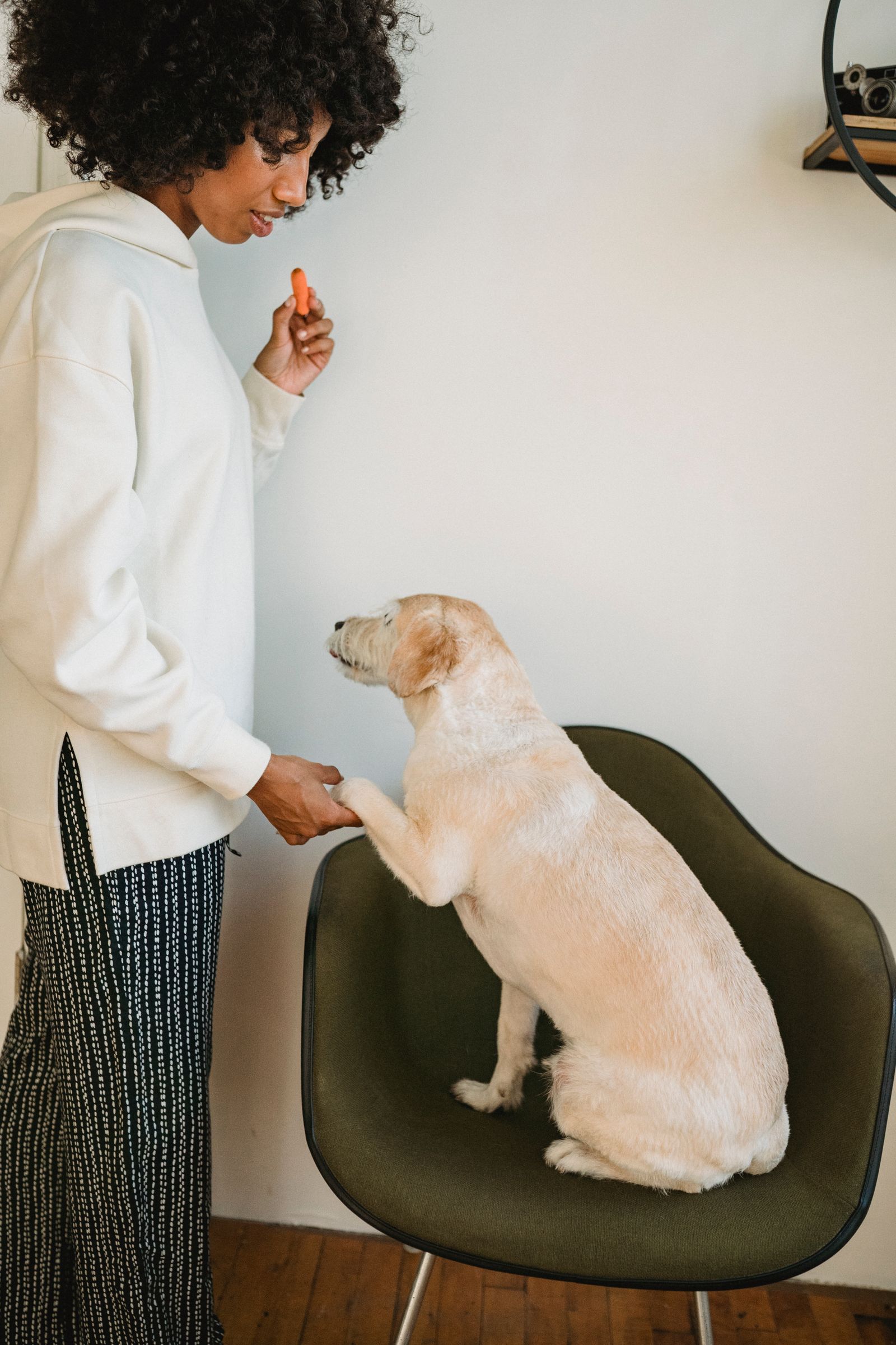Trainerin übt Pfotenkontakt mit einem Hund