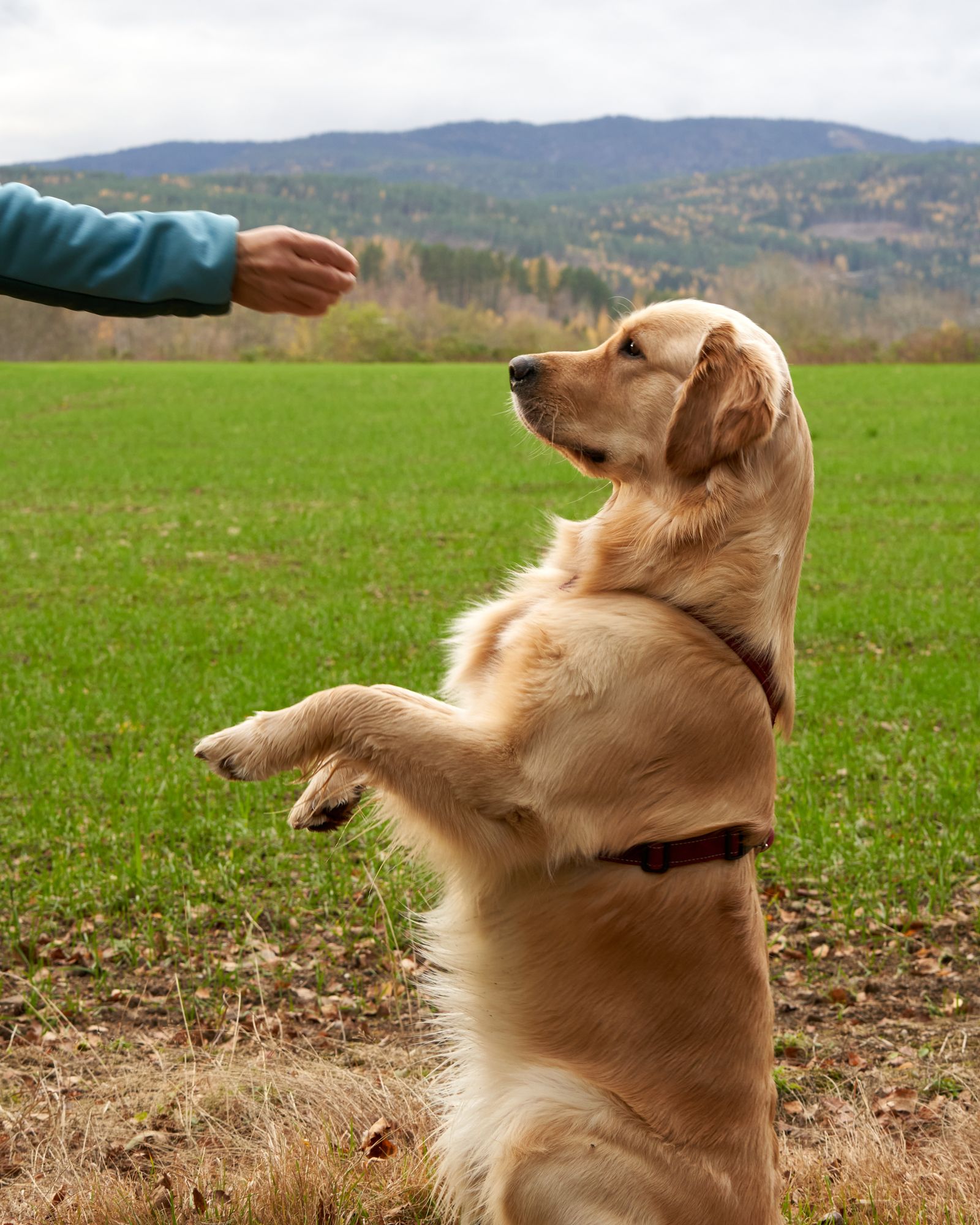 Golden Retriever folgt einer Handbewegung